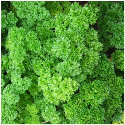 Petržel kadeřavá - Petroselinum crispum convar. vulgare - semena petržele - 500 ks – Zboží Dáma