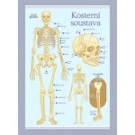 Kosterní soustava 1000 × 1400 mm - výukový plakát – Zboží Dáma