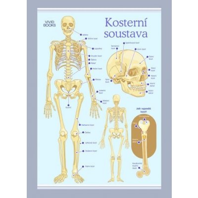 Kosterní soustava 1000 × 1400 mm - výukový plakát – Zboží Dáma