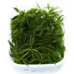 Ceratophyllum demersum - Růžkatec ponořený – Zboží Mobilmania