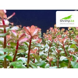 Rotala blood red