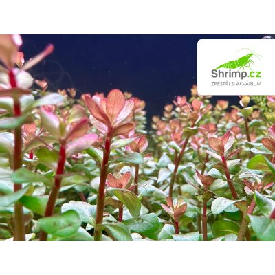 Rotala blood red – Hledejceny.cz