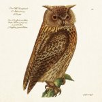 Papírový ubrousek Forest Animals Owl – Hledejceny.cz