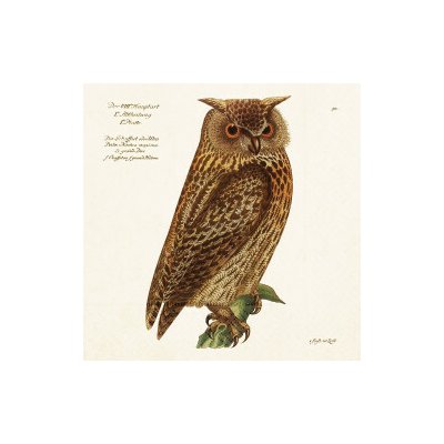 Papírový ubrousek Forest Animals Owl – Hledejceny.cz