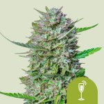 Royal Queen seeds Mimosa Automatic semena neobsahují THC 5 ks – Zboží Dáma