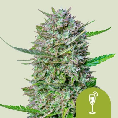 Royal Queen seeds Mimosa Automatic semena neobsahují THC 5 ks – Zboží Dáma