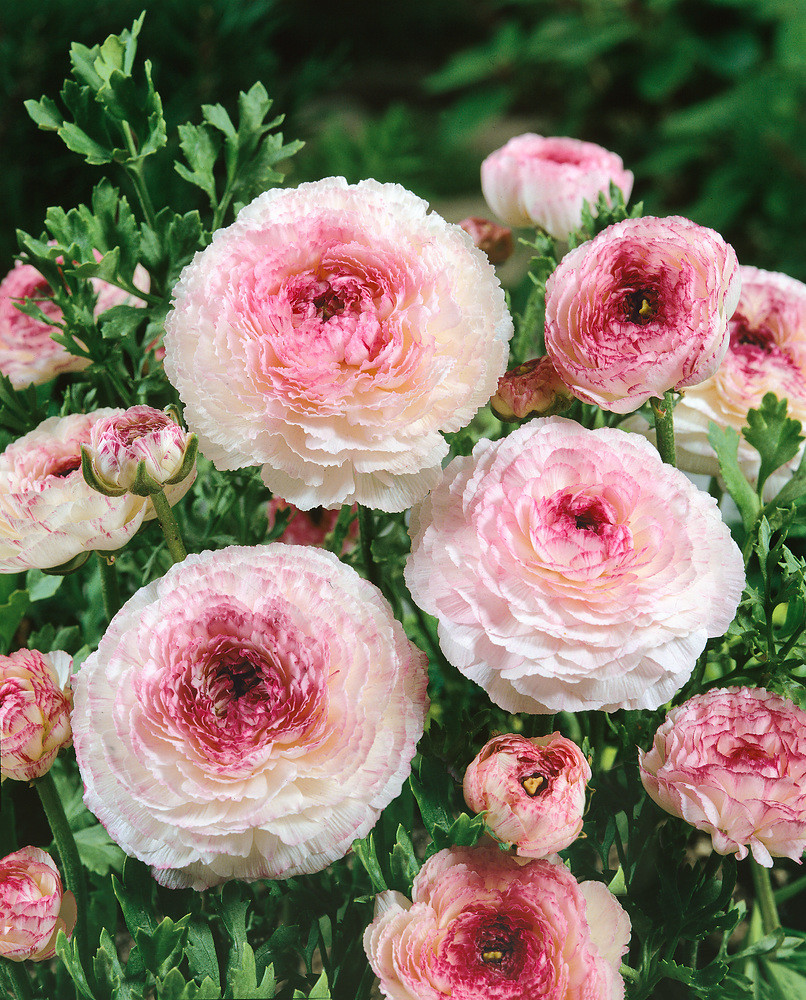 Pryskyřník \'Ranunculus Picotee Pink\' 3 ks