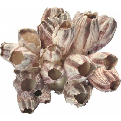 Macenauer Mušle Barnacle 10-15 cm – Zboží Dáma