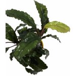 Bucephalandra Green Velvet – Zboží Dáma