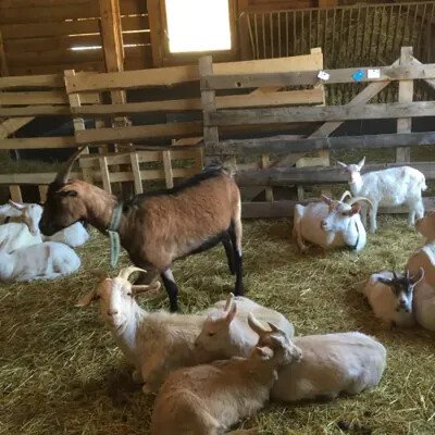 Na dva dny farmářem na Farmě Košík – Hledejceny.cz