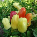 Paprika Boneta - Capsicum annuum - semena papriky - 20 ks – Zboží Mobilmania