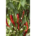 Ring of Fire – Hledejceny.cz