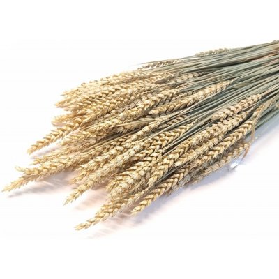 Sušená pšenice přírodní zelená svazek 45g – Zboží Mobilmania