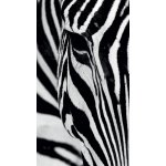 FOTOZÁVĚS ZEBRA (LIGHT) – Hledejceny.cz