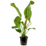 Echinodorus Ozelot Green – Hledejceny.cz