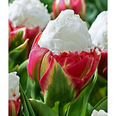 Lukon Glads Tulipán ICE CREAM - tulipán – Zbozi.Blesk.cz