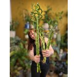 Bambus LUCKY BAMBOO mix – Zboží Dáma