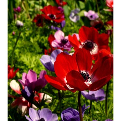 Směs sasanky St. Birgit - Anemone Birgit mix - cibuloviny - 3 ks – Hledejceny.cz