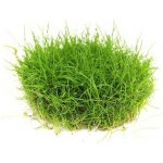 Eleocharis pusilla – Zboží Dáma