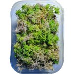 Repter rašeliník živý 18,6 x 14,3 x 6,9 cm – Zboží Mobilmania
