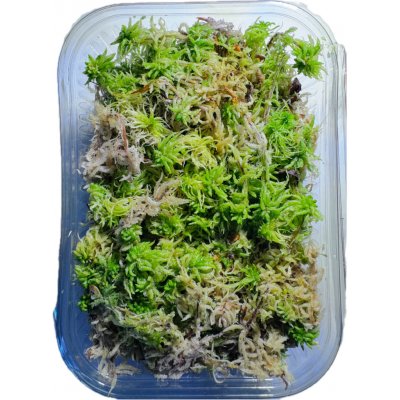 Repter rašeliník živý 18,6 x 14,3 x 6,9 cm – Zboží Mobilmania