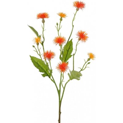 Chrpa oranžová/Centaurea větvička 9 květů, 2 pupeny, 55cm – Zboží Mobilmania
