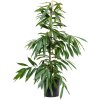 Květina Gardners Ficus amstel king, průměr 27 cm Fíkovník