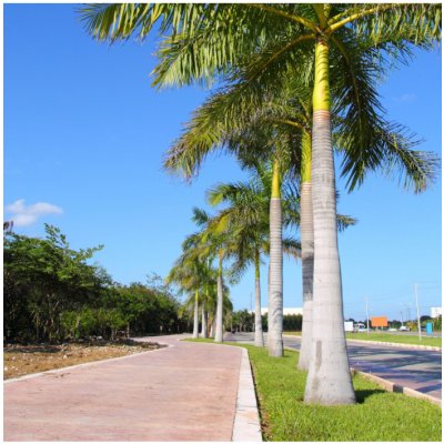 Palma královská kubánská - Roystonea regia - semena palmy - 3 ks – Zboží Mobilmania