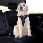 Trixie Dog Protect postroj do auta L 65–80 cm x 2,5 cm – Zbozi.Blesk.cz