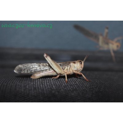 Saranče stěhovavé locusta migratoria 10 ks – Zboží Dáma