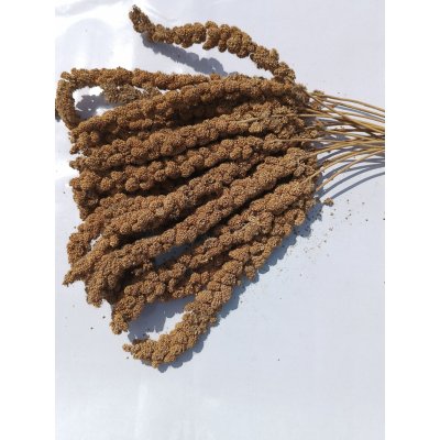 Fauna Hradil Senegalské proso žluté v klasech FAUNA 1 kg – Zboží Dáma