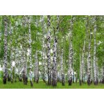 AG design FTS-1304 Papírová fototapeta Břízový les rozměry 360 x 254 cm – Hledejceny.cz