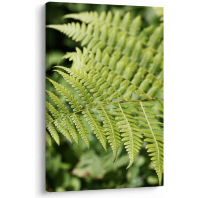 Obraz - Kapradinový list, jednodílný 60x90 cm – Hledejceny.cz