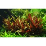 Alternanthera reineckii Pink – Zboží Dáma