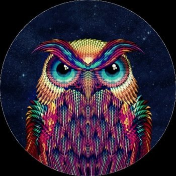 PopSocket Owl