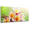 Obraz Skleněný obraz 1D panorama - 120 x 50 cm - Frangipani Tropical Spa Flower. Plumeria. Shallow DOF Frangipani tropické lázně květ. Plumeria. Mělké DOF