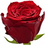 Červená růže RED TORCH 60cm (M) – Hledejceny.cz