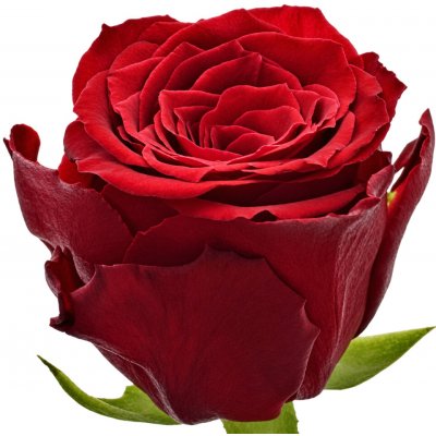 Červená růže RED TORCH 60cm (M) – Hledejceny.cz