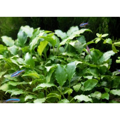 Schismatoglottis prietoi – Zboží Dáma