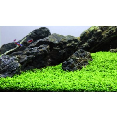 Micranthemum Monte Carlo koberec 16 x 11 cm – Sleviste.cz