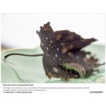 Lensbaby Composer Pro II Edge 50 Optic Canon RF – Hledejceny.cz