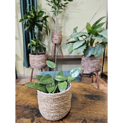 Hoya Verticillata Black Margin mini – Zboží Dáma