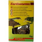 Lucky Reptile Earthworms 10 g – Zboží Dáma