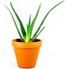 Květina Gardners Aloe Vera, průměr 6 cm Aloe pravá
