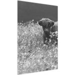 Obraz - Skotská kráva 5, černobílá, jednodílný 60x90 cm – Hledejceny.cz
