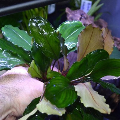 Bucephalandra Leaf Green – Zbozi.Blesk.cz