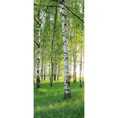 Textilomanie Fototapeta na dveře BIRCH GROVE 86x200 cm – Zboží Dáma