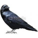 WEBLUX 73535109 Fototapeta papír Black raven. Bird isolated on white. Černý havran. Pták izolovaných na bílém. rozměry 184 x 128 cm – Hledejceny.cz