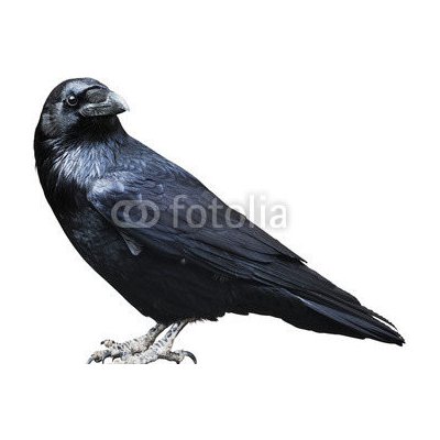 WEBLUX 73535109 Fototapeta papír Black raven. Bird isolated on white. Černý havran. Pták izolovaných na bílém. rozměry 184 x 128 cm – Hledejceny.cz
