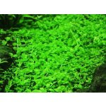 Micranthemum Monte Carlo – Zboží Dáma